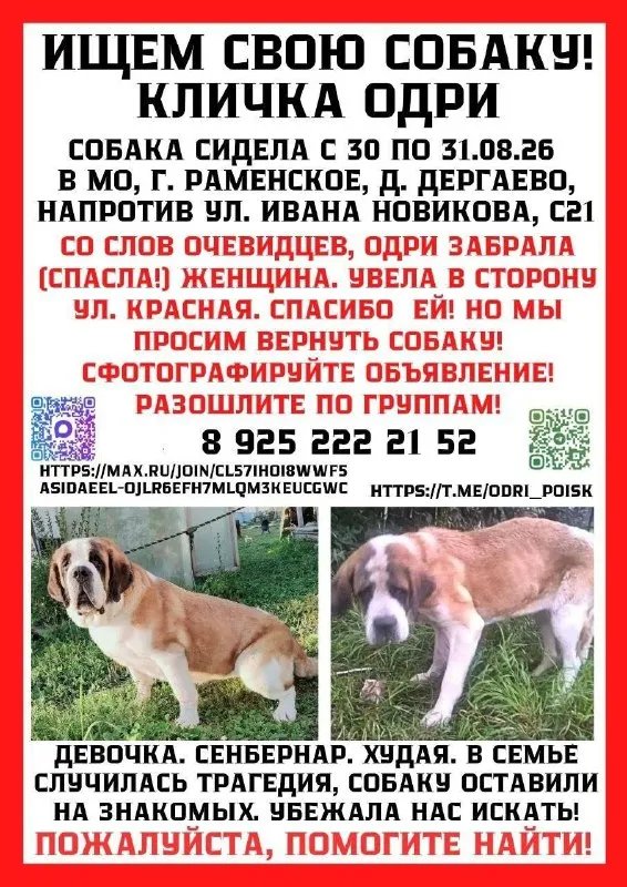 Пропала собака, сенбернар — город Дергаево — фото для опознания, база потерянных питомцев Pathfinder