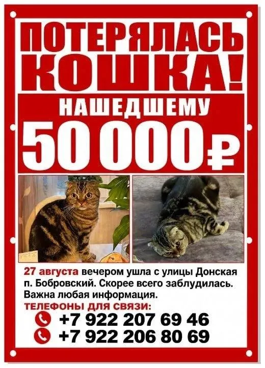 Пропала кошка, вислоухая — город Бобровский — фото для опознания, база потерянных питомцев Pathfinder
