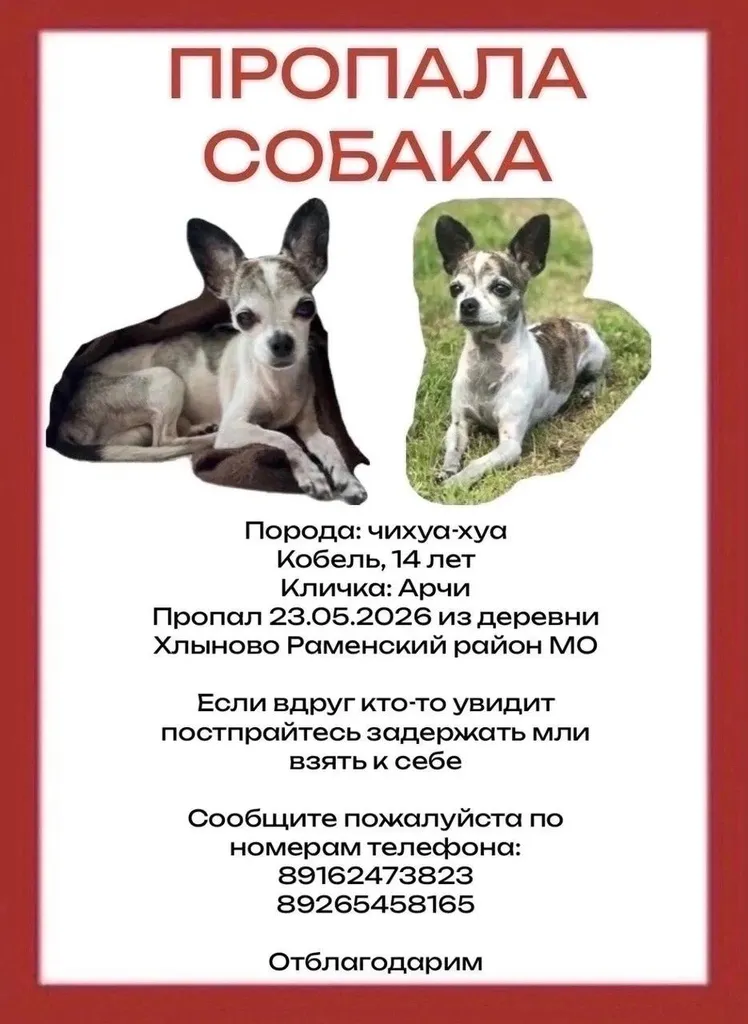 Пропала собака, чихуахуа — город Раменское — фото для опознания, база потерянных питомцев Pathfinder