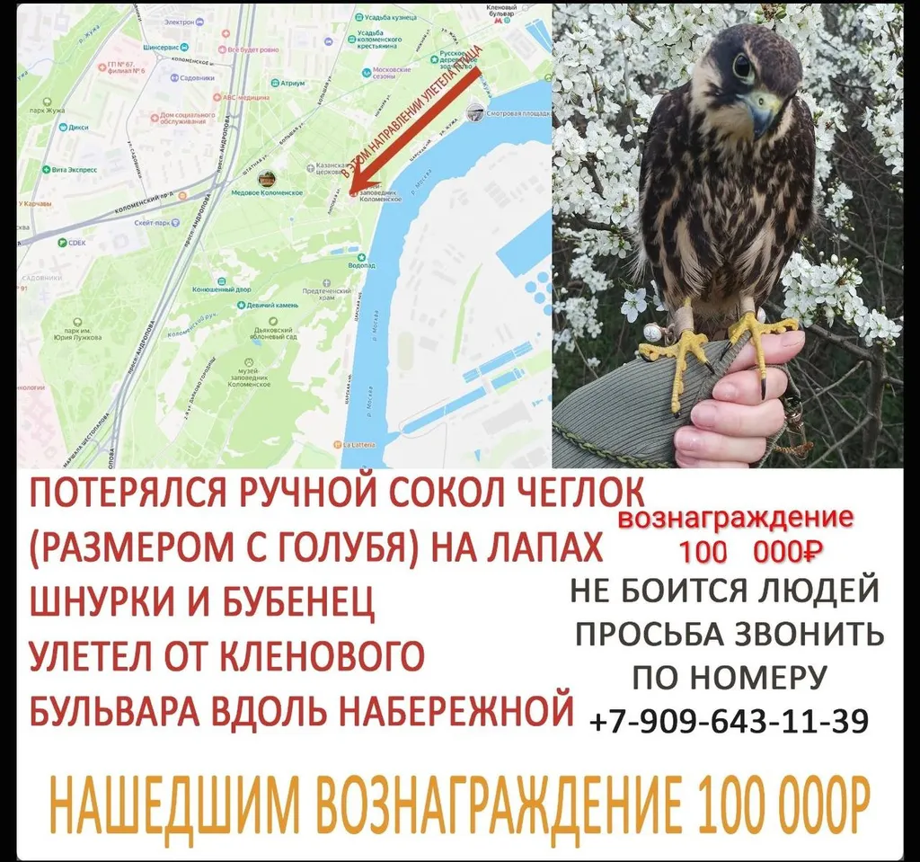 Пропал питомец, сокол чеглок в Москве — фото для опознания, база потерянных питомцев Pathfinder