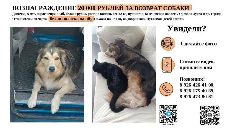 Пропала собака — город Орехово-Зуево — фото для опознания, база потерянных питомцев Pathfinder