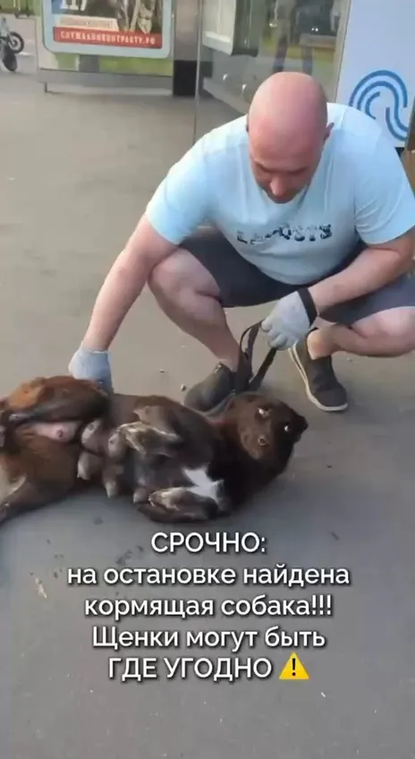 Найдена собака, дворняжка в Москве — фото для опознания, база потерянных питомцев Pathfinder