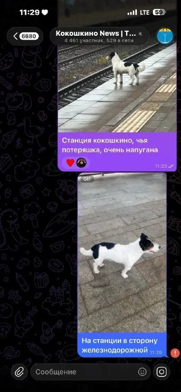 Пропала собака, джек рассел — город Кокошкино — фото для опознания, база потерянных питомцев Pathfinder