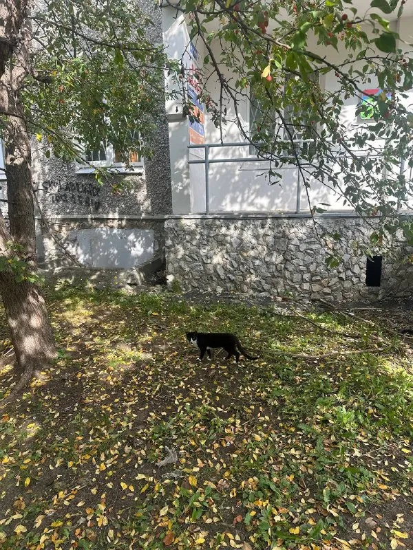 Найдена кошка в Екатеринбурге — фото для опознания, база потерянных питомцев Pathfinder