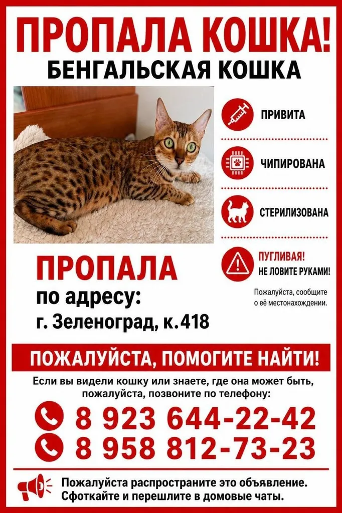 Пропала кошка, бенгальская — город Зеленоград — фото для опознания, база потерянных питомцев Pathfinder