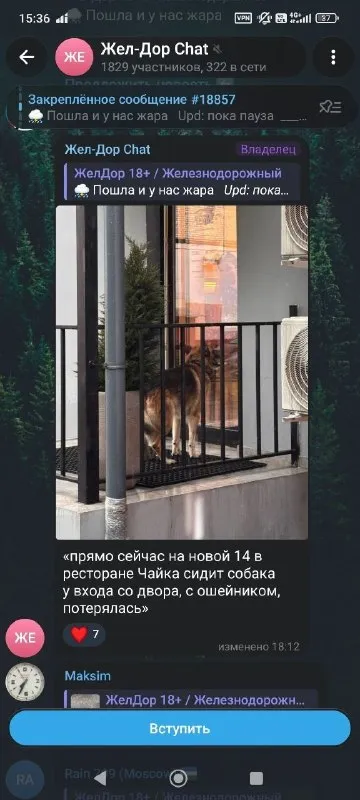 Найдена собака, овчарка в Балашихе — фото для опознания, база потерянных питомцев Pathfinder