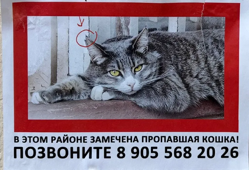 Пропала кошка — город Удельная — фото для опознания, база потерянных питомцев Pathfinder