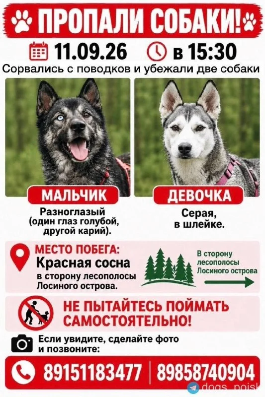 Пропала собака в Москве — фото для опознания, база потерянных питомцев Pathfinder