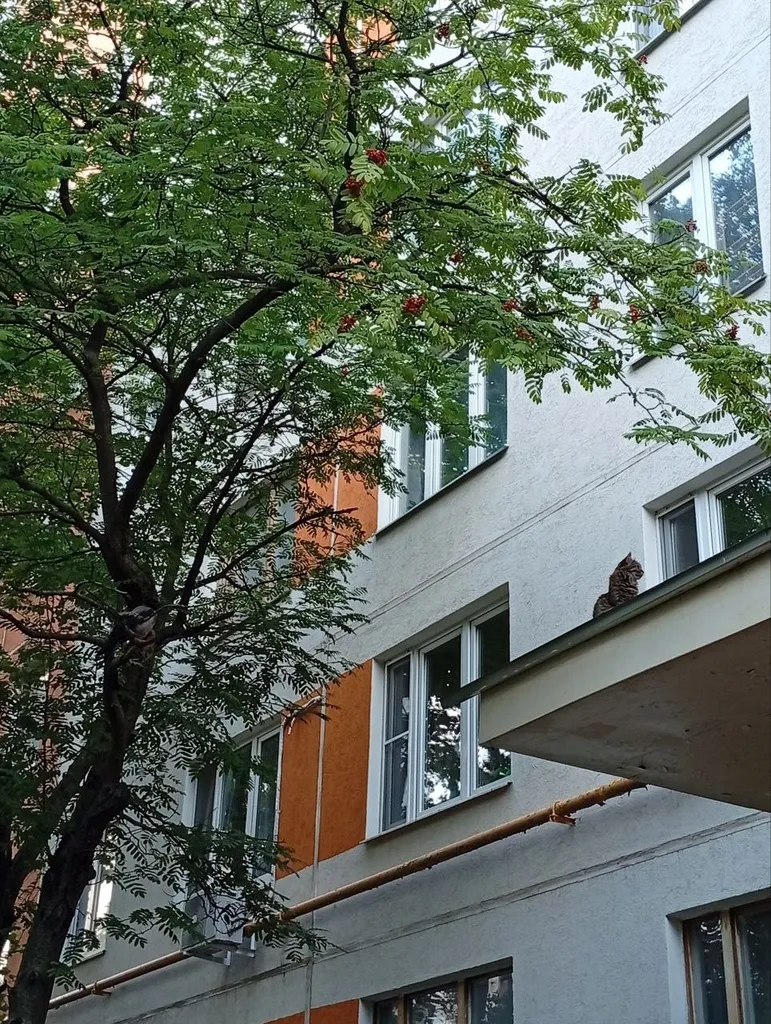 Найдена кошка в Москве — фото для опознания, база потерянных питомцев Pathfinder