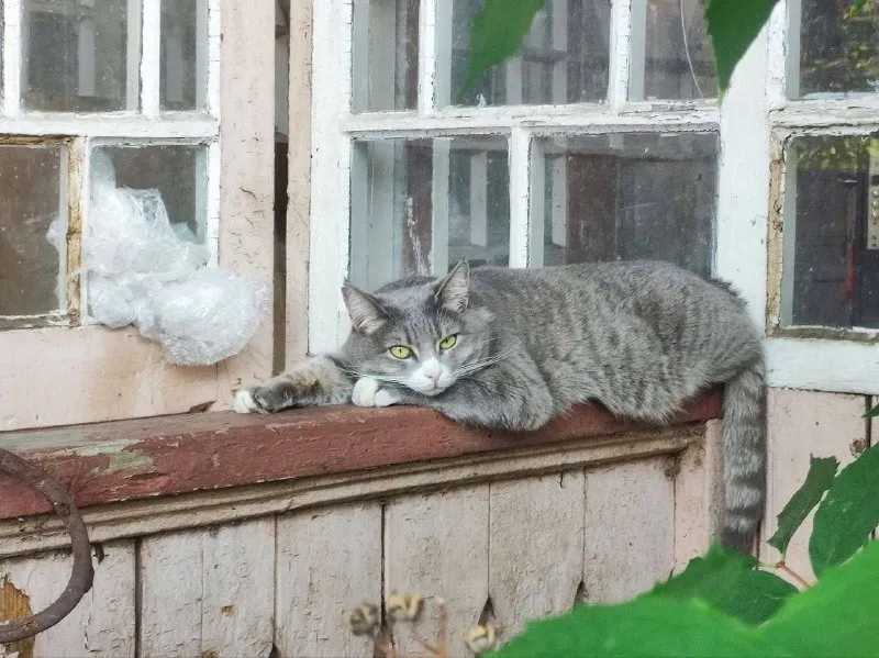 Пропала кошка — город Удельная — фото для опознания, база потерянных питомцев Pathfinder