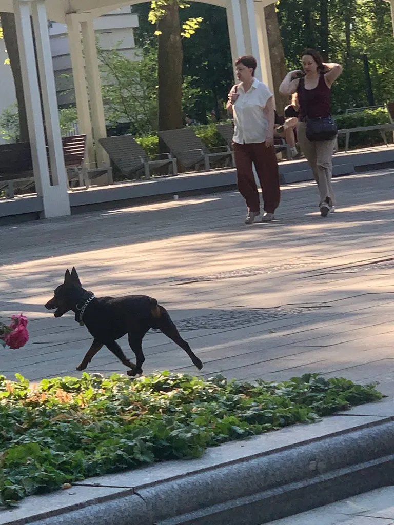 Найдена собака, доберман в Москве — фото для опознания, база потерянных питомцев Pathfinder