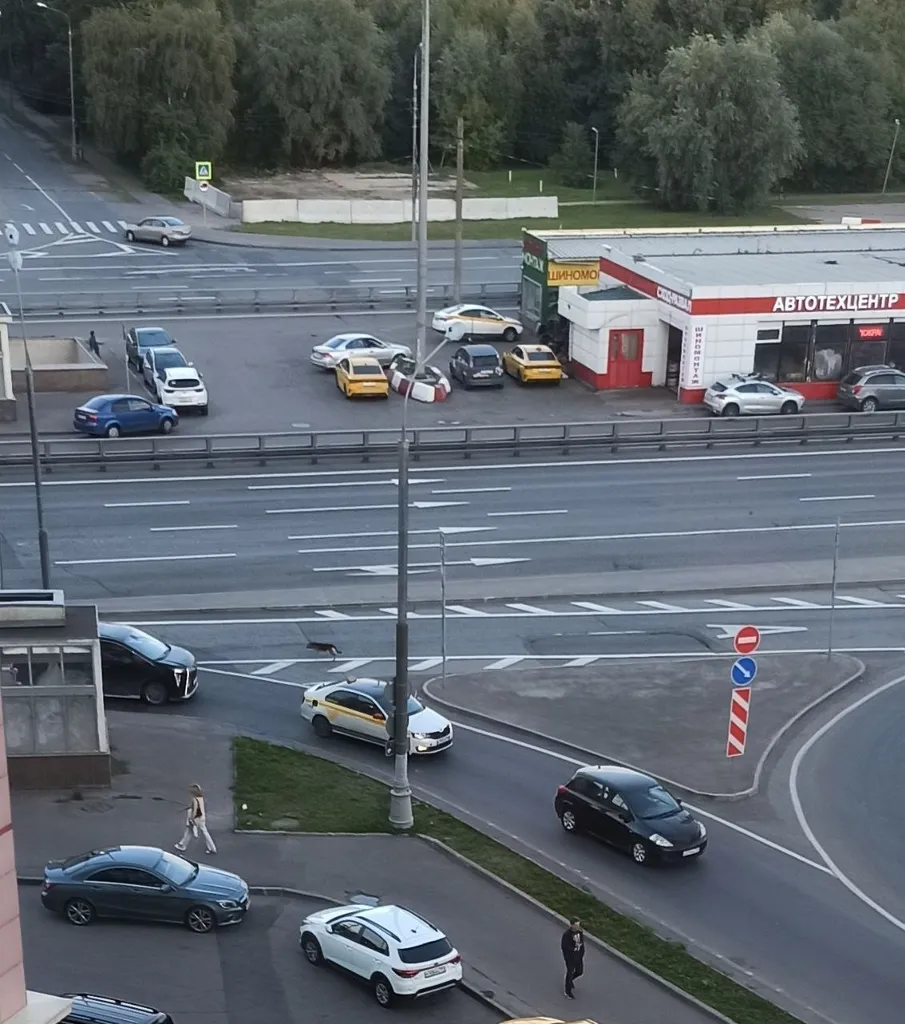 Найдена собака, овчарка в Москве — фото для опознания, база потерянных питомцев Pathfinder