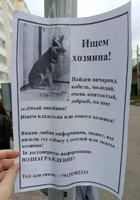 Найдена собака, овчароид в Екатеринбурге — фото для опознания, база потерянных питомцев Pathfinder
