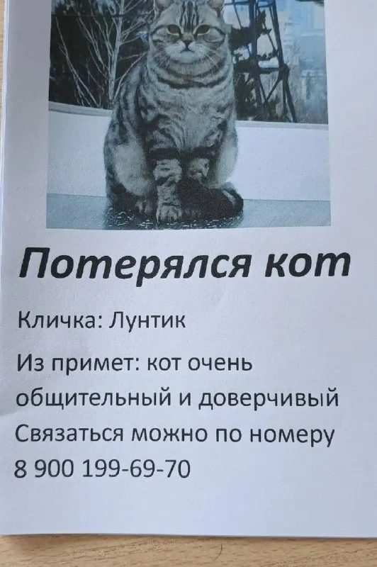 Пропала кошка в Екатеринбурге — фото для опознания, база потерянных питомцев Pathfinder