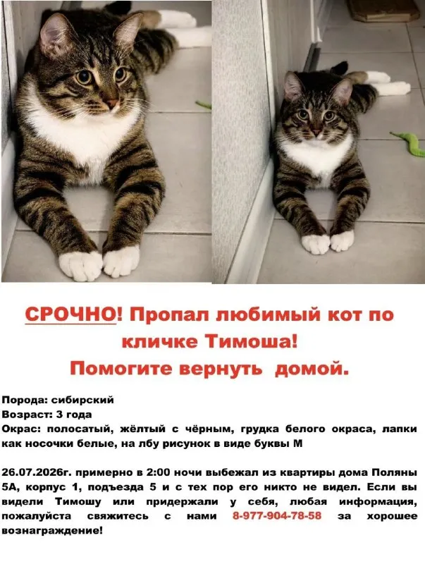 Пропала кошка, сибирский в Москве — фото для опознания, база потерянных питомцев Pathfinder