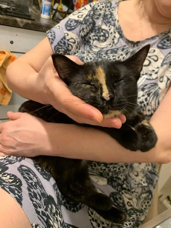 Пропала кошка — город Котельники — фото для опознания, база потерянных питомцев Pathfinder