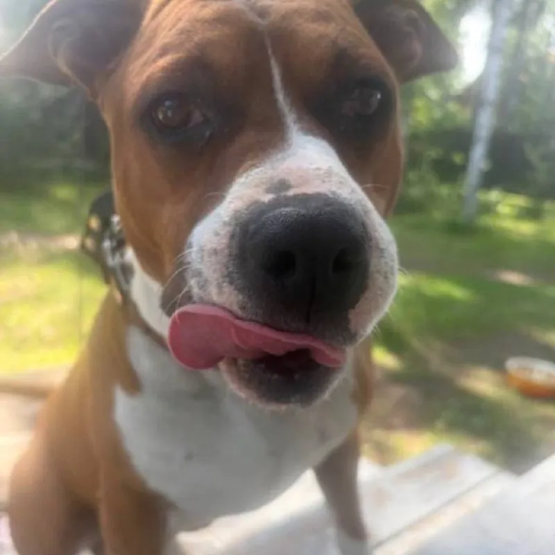 Пропала собака — город Сертолово — фото для опознания, база потерянных питомцев Pathfinder