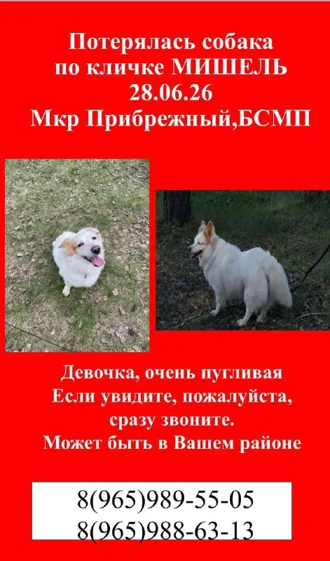 Пропала собака в Омске — фото для опознания, база потерянных питомцев Pathfinder