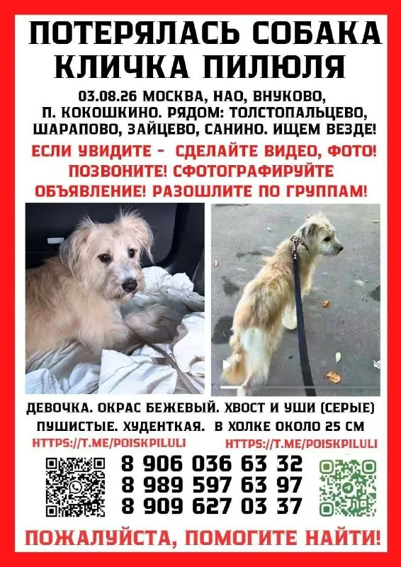 Пропала собака, дворняжка в Москве — фото для опознания, база потерянных питомцев Pathfinder