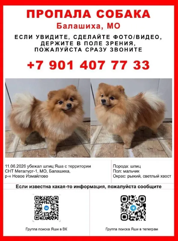 Пропала собака, шпиц в Балашихе — фото для опознания, база потерянных питомцев Pathfinder