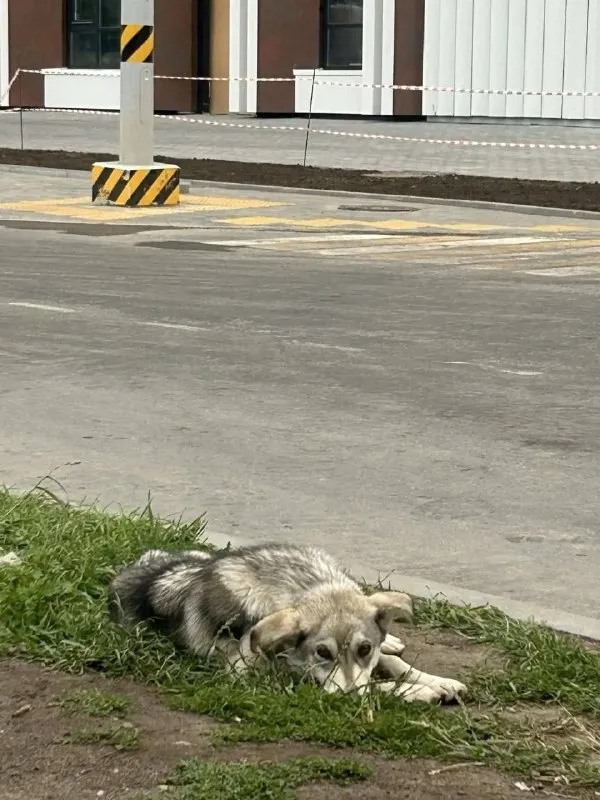 Найдена собака, дворняжка в Москве — фото для опознания, база потерянных питомцев Pathfinder