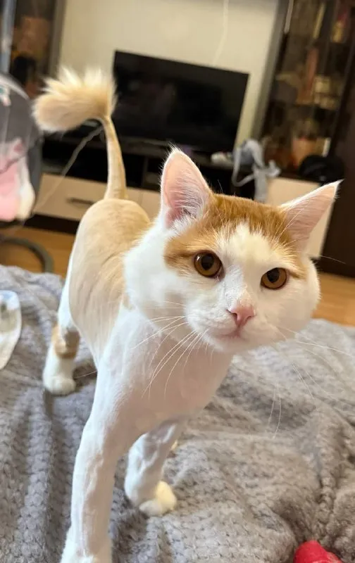 Пропала кошка в Москве — фото для опознания, база потерянных питомцев Pathfinder