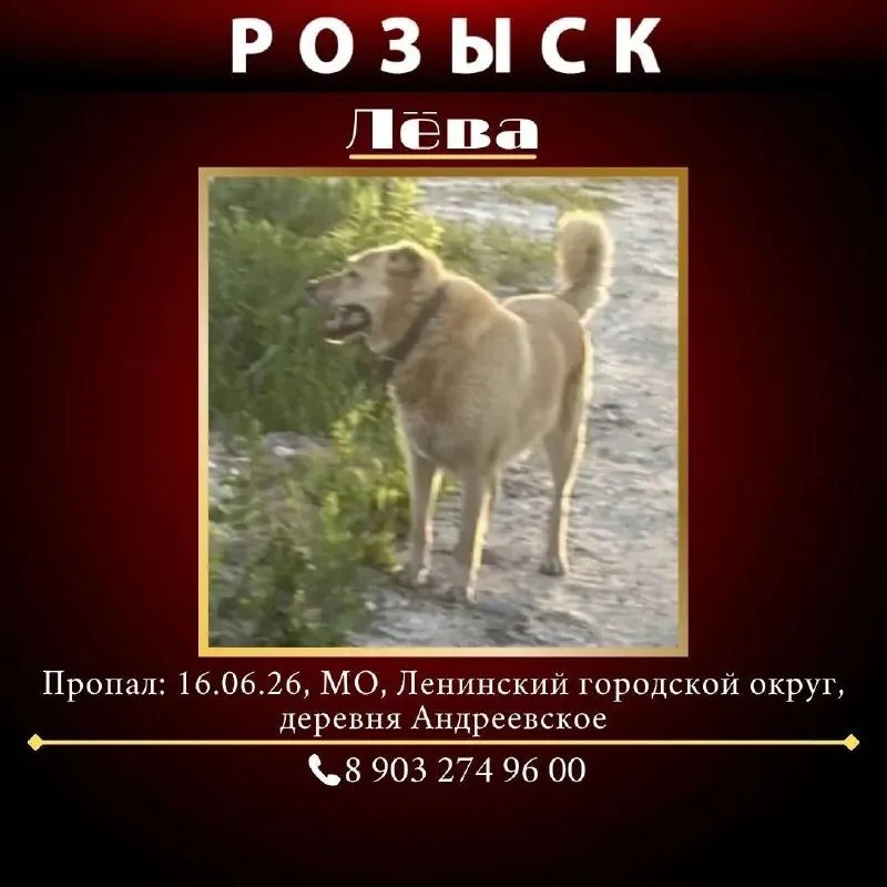 Пропала собака — город Андреевское — фото для опознания, база потерянных питомцев Pathfinder