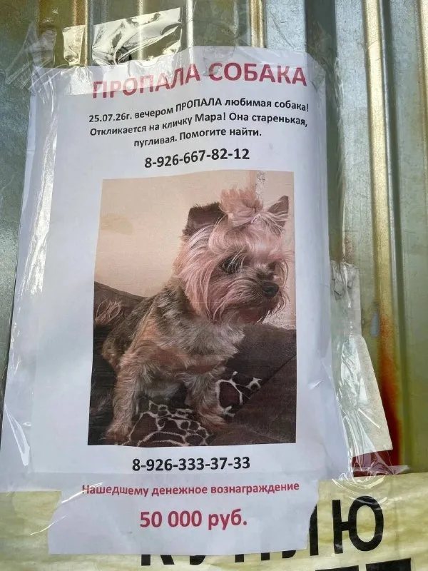 Пропала собака, йорк — город Одинцовский район — фото для опознания, база потерянных питомцев Pathfinder