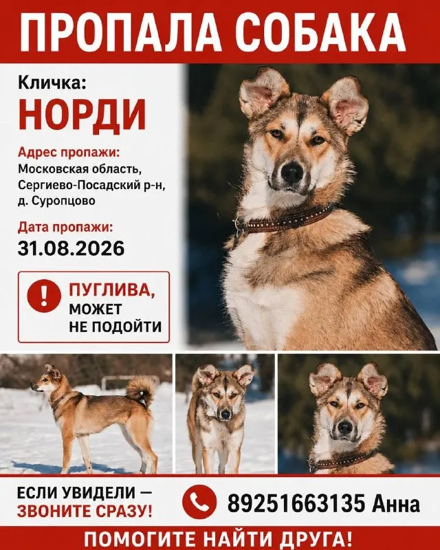 Пропала собака — город Суропцово — фото для опознания, база потерянных питомцев Pathfinder