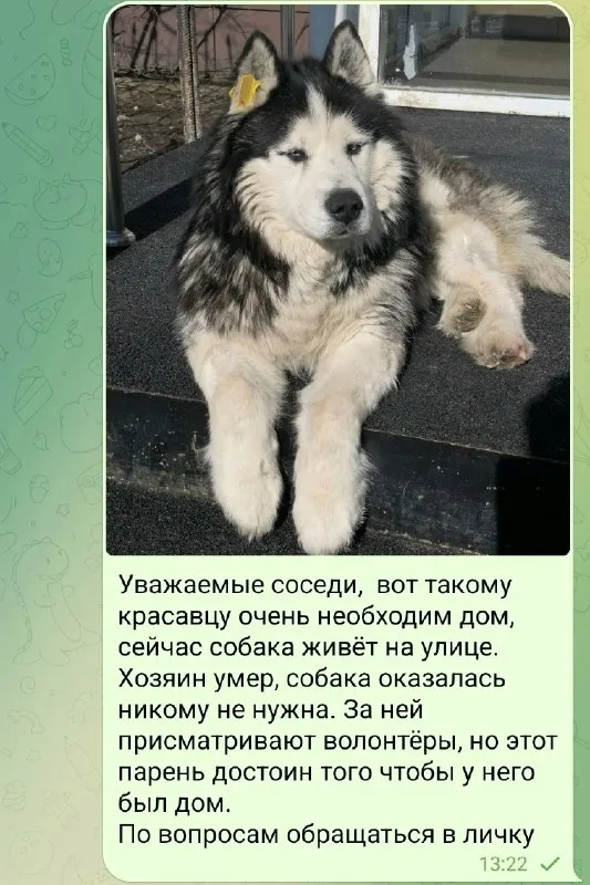 Ищет дом собака в Перми — фото для опознания, база потерянных питомцев Pathfinder