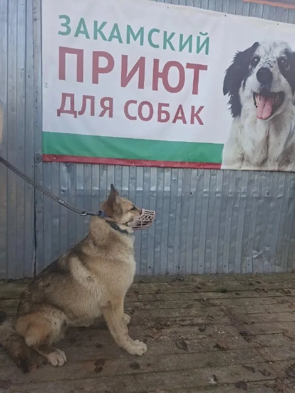 Найдена собака в Перми — фото для опознания, база потерянных питомцев Pathfinder