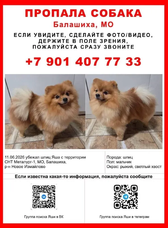 Пропала собака, шпиц в Балашихе — фото для опознания, база потерянных питомцев Pathfinder