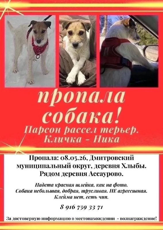 Пропала собака, парсон рассел терьер — город Дмитровский округ — фото для опознания, база потерянных питомцев Pathfinder
