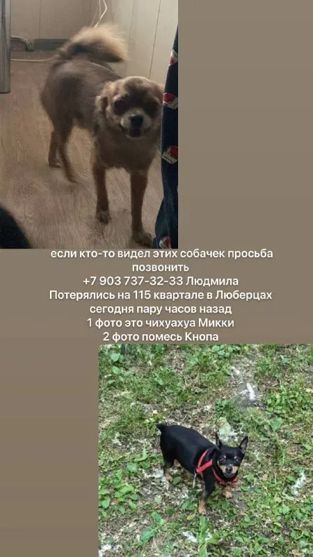 Пропала собака, чихуахуа — город Люберцы — фото для опознания, база потерянных питомцев Pathfinder