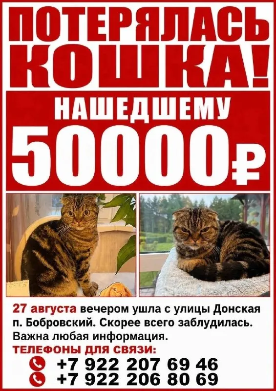 Пропала кошка — город Бобровский — фото для опознания, база потерянных питомцев Pathfinder
