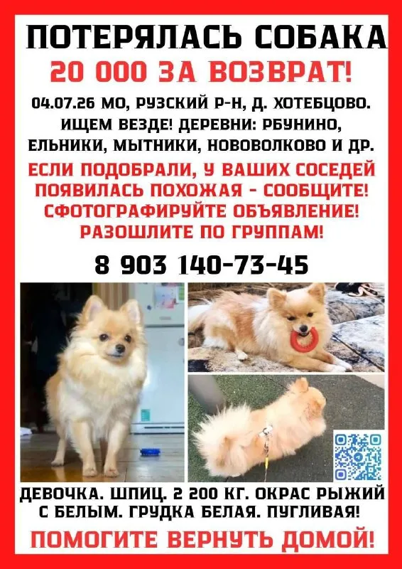 Пропала собака, шпиц карликовая — город Хотебцово — фото для опознания, база потерянных питомцев Pathfinder