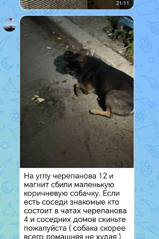 Пропала собака в Екатеринбурге — фото для опознания, база потерянных питомцев Pathfinder