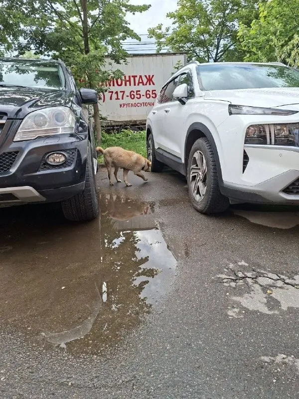 Найдена собака, метис шарпея — город Опалиха — фото для опознания, база потерянных питомцев Pathfinder