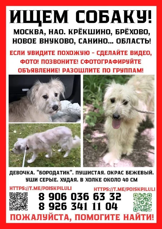 Пропала собака, дворняжка в Москве — фото для опознания, база потерянных питомцев Pathfinder