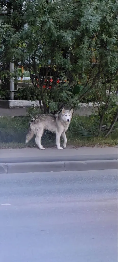 Найдена собака, хаски в Москве — фото для опознания, база потерянных питомцев Pathfinder