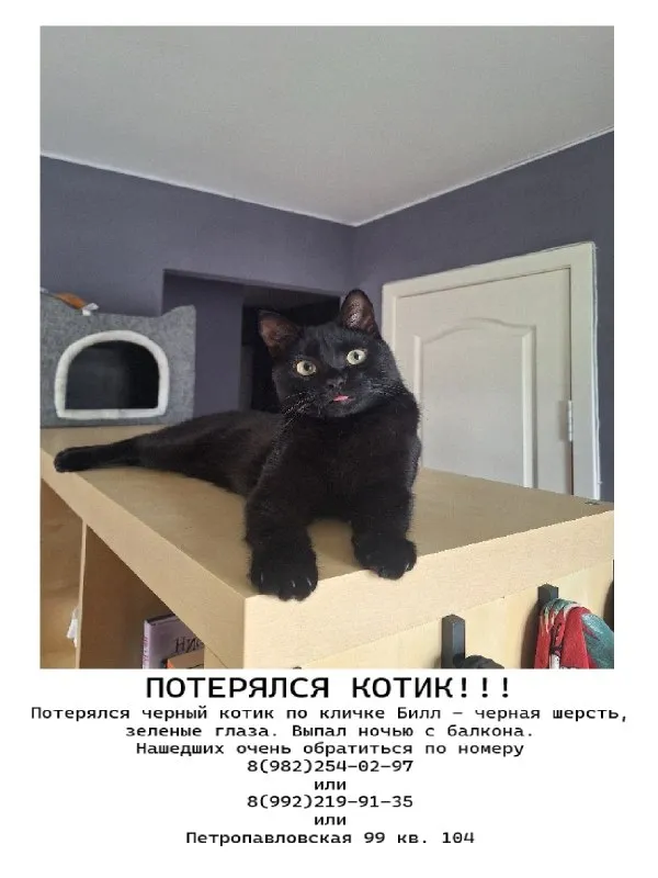Пропала кошка в Перми — фото для опознания, база потерянных питомцев Pathfinder