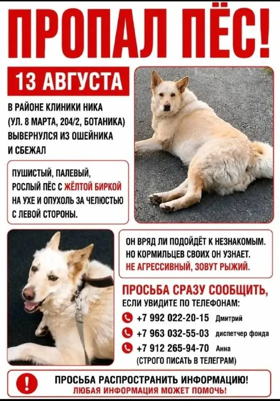 Пропала собака в Екатеринбурге — фото для опознания, база потерянных питомцев Pathfinder