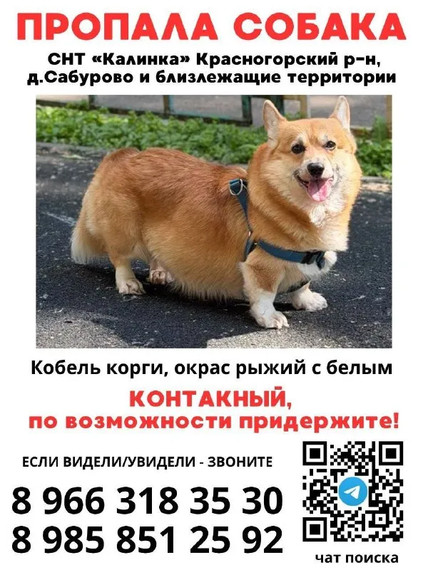 Пропала собака, корги — город Сабурово — фото для опознания, база потерянных питомцев Pathfinder