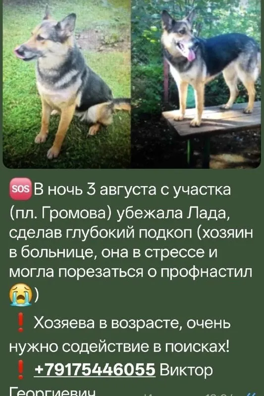 Пропала собака — город Жуковский — фото для опознания, база потерянных питомцев Pathfinder