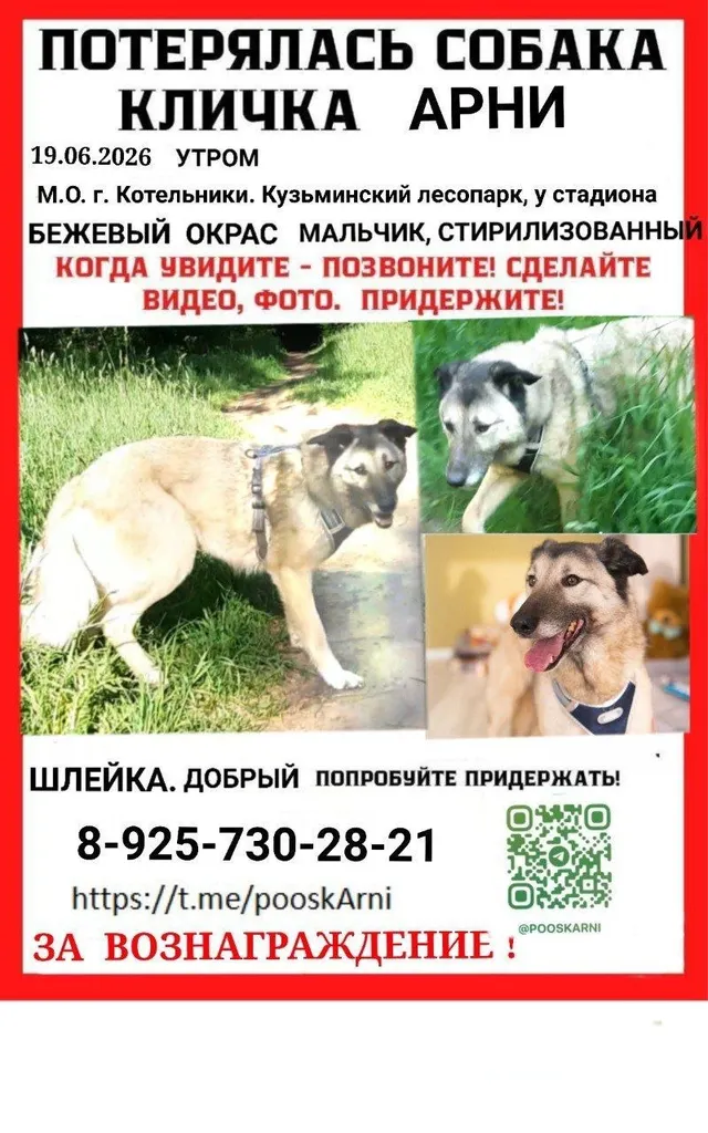 Пропала собака — город Котельники — фото для опознания, база потерянных питомцев Pathfinder