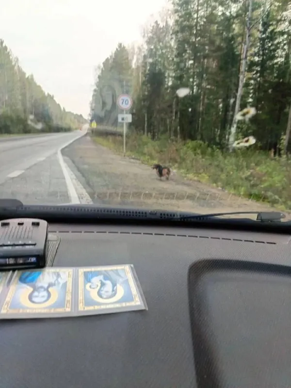 Пропала собака — город Нижний Тагил — фото для опознания, база потерянных питомцев Pathfinder