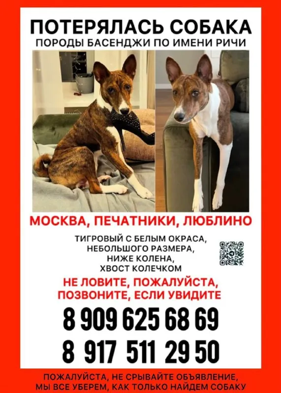 Пропала собака, басенджи в Москве — фото для опознания, база потерянных питомцев Pathfinder