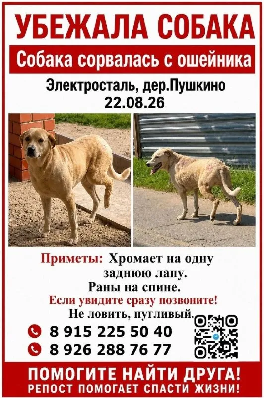 Пропала собака — город Электросталь — фото для опознания, база потерянных питомцев Pathfinder