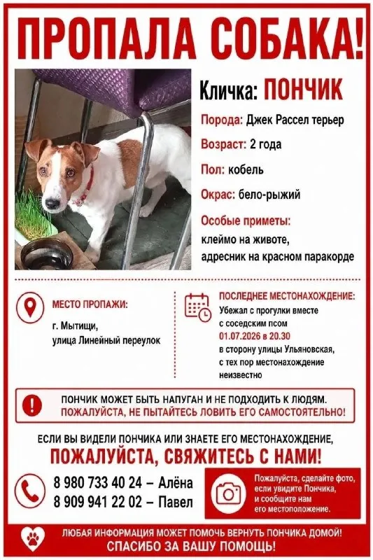 Пропала собака, джек рассел терьер — город Мытищи — фото для опознания, база потерянных питомцев Pathfinder