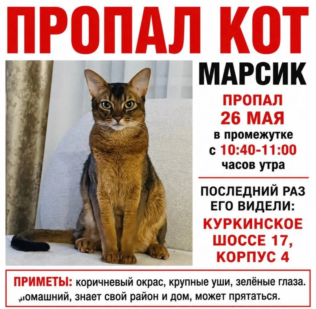 Пропала кошка — фото для опознания, база потерянных питомцев Pathfinder